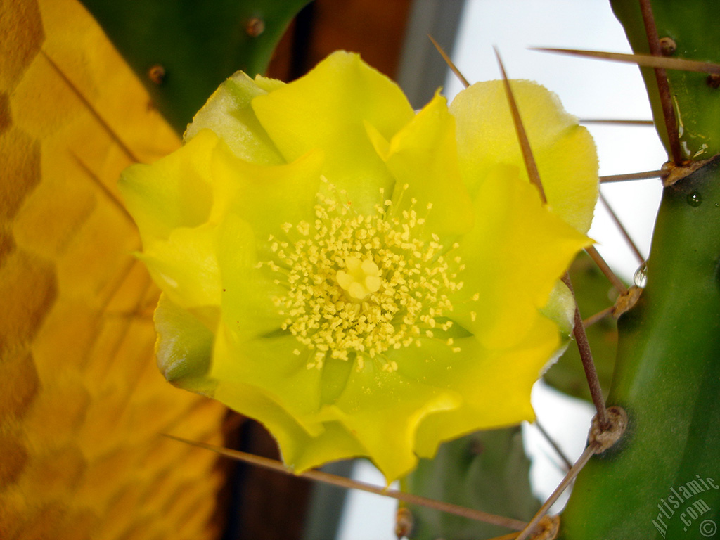 Prickly Pear with yellow flower.
