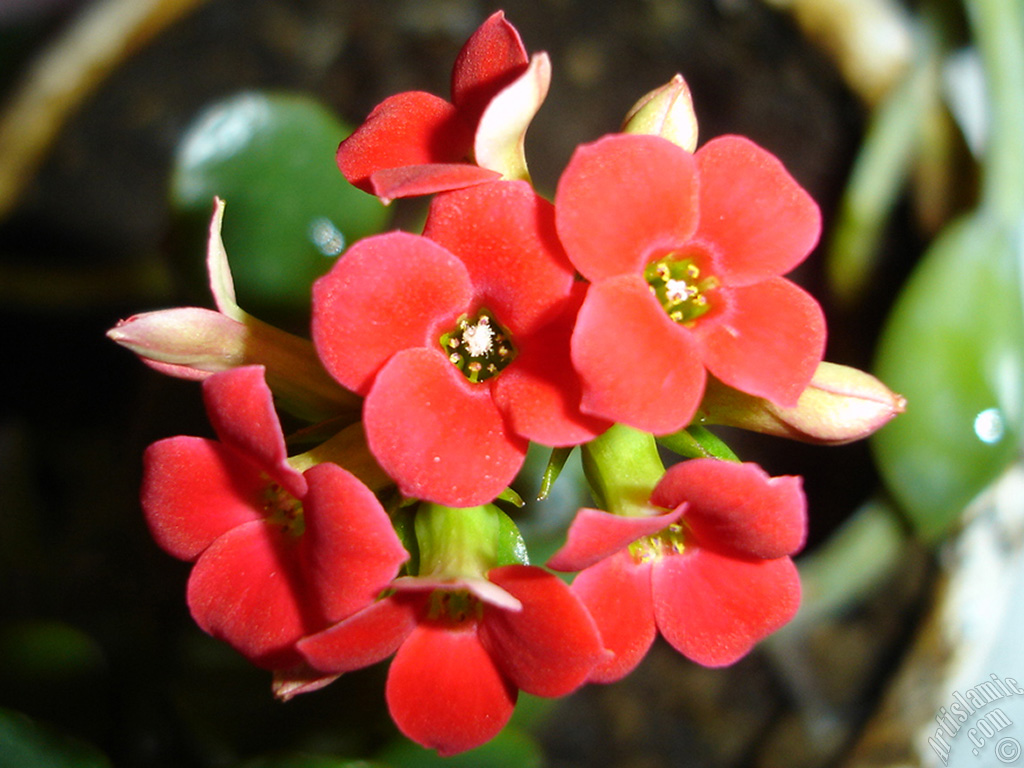 Kalanchoe plant`s flower.
