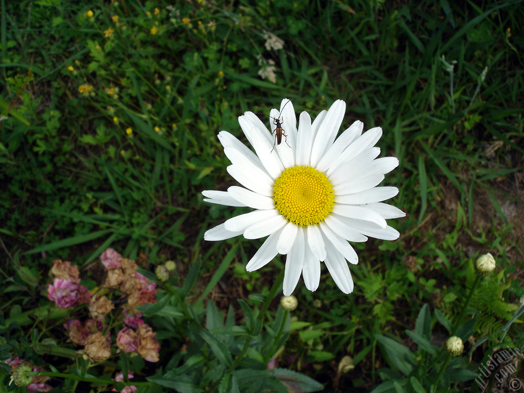 Field Daisy -Ox Eye, Love-Me-Love-Me-Not, Marguerite, Moon Daisy- flower.
