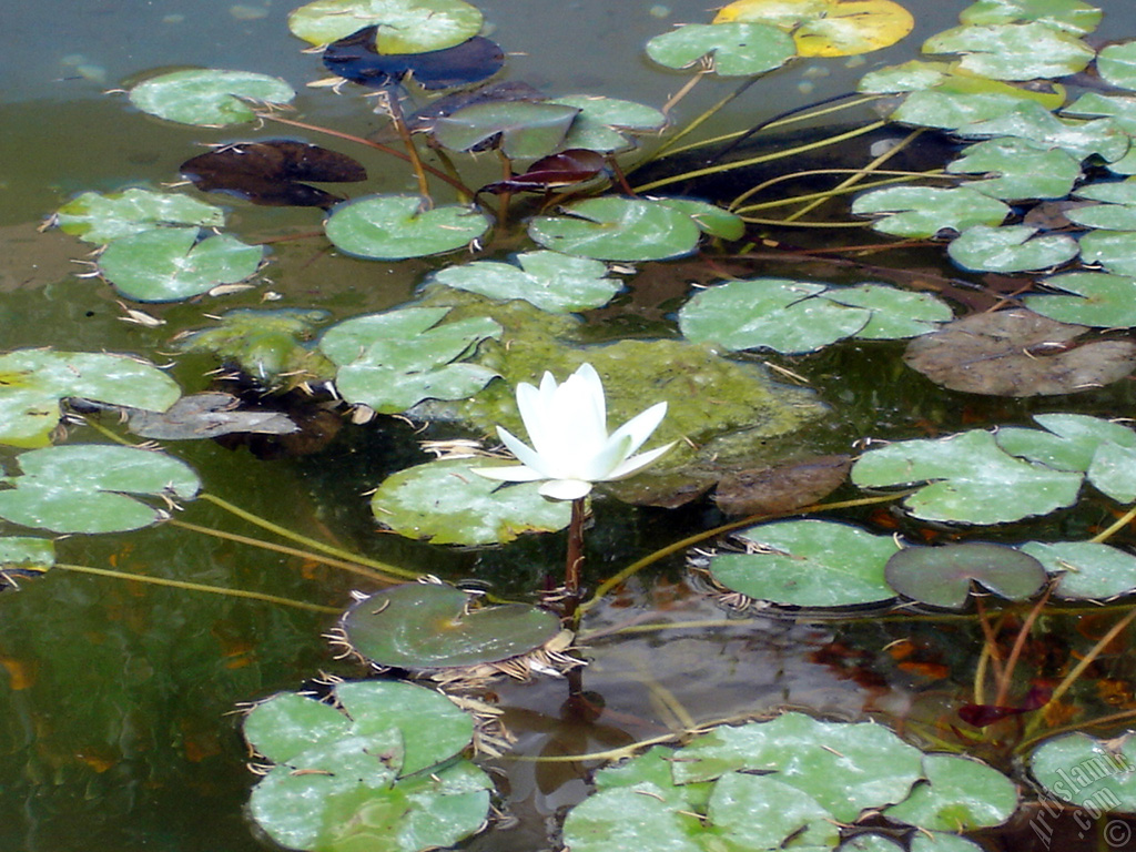Water Lily flower.
