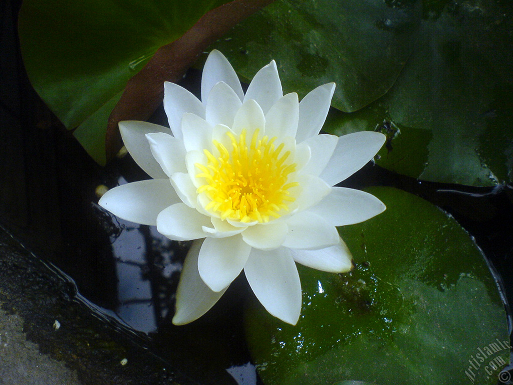 Water Lily flower.
