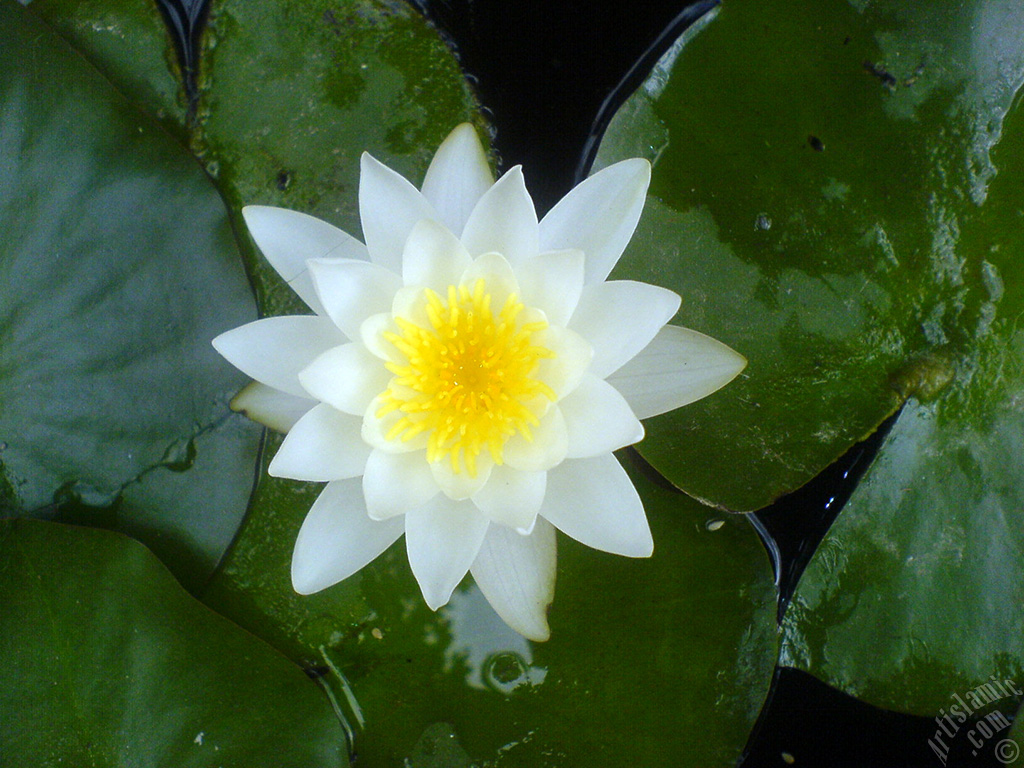 Water Lily flower.
