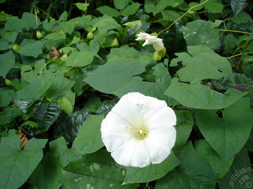 White Morning Glory flower.
