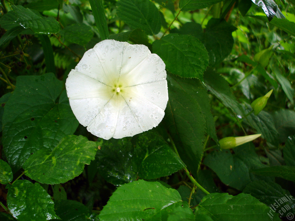 White Morning Glory flower.

