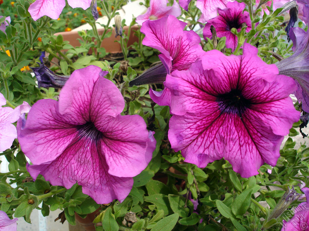 Pink Petunia flower.
