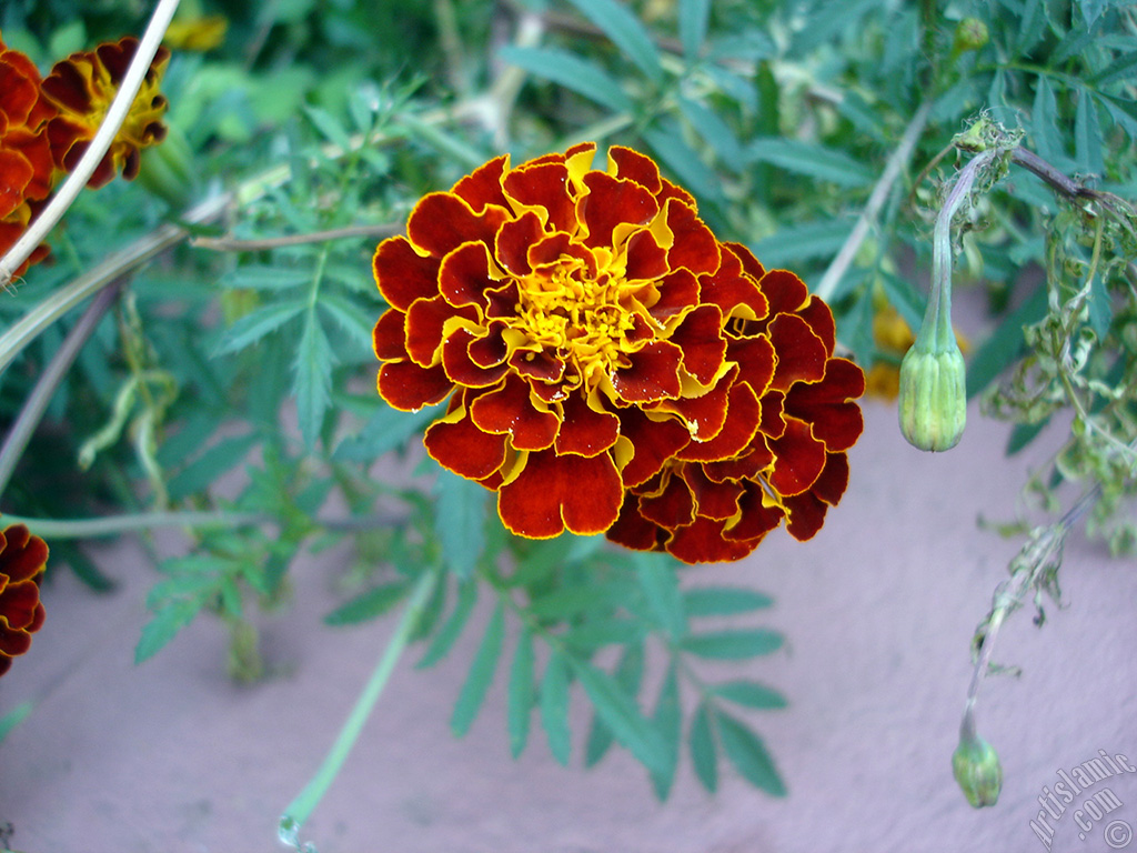 Marigold flower.
