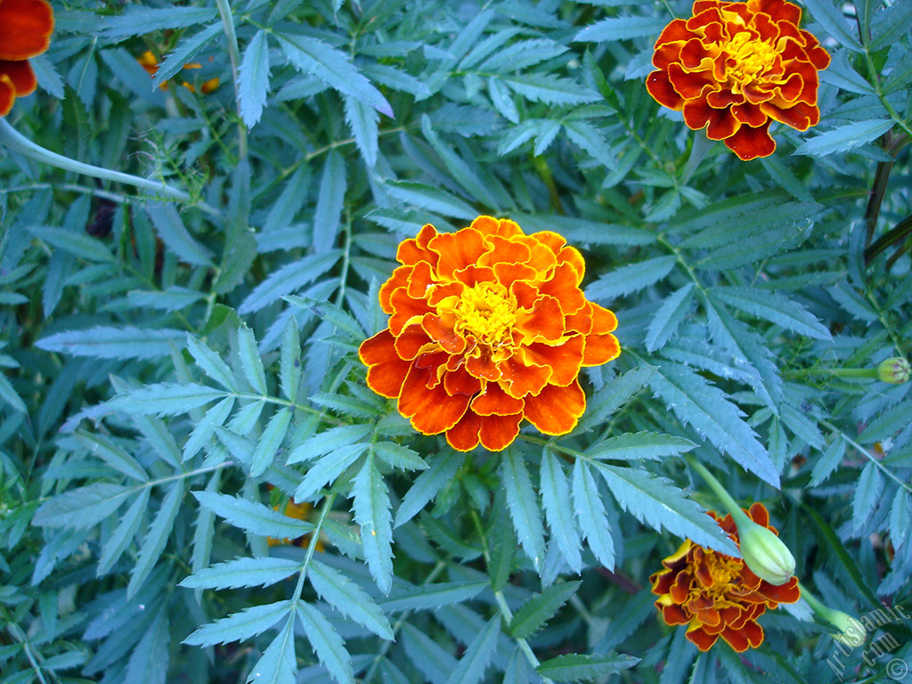 Marigold flower.

