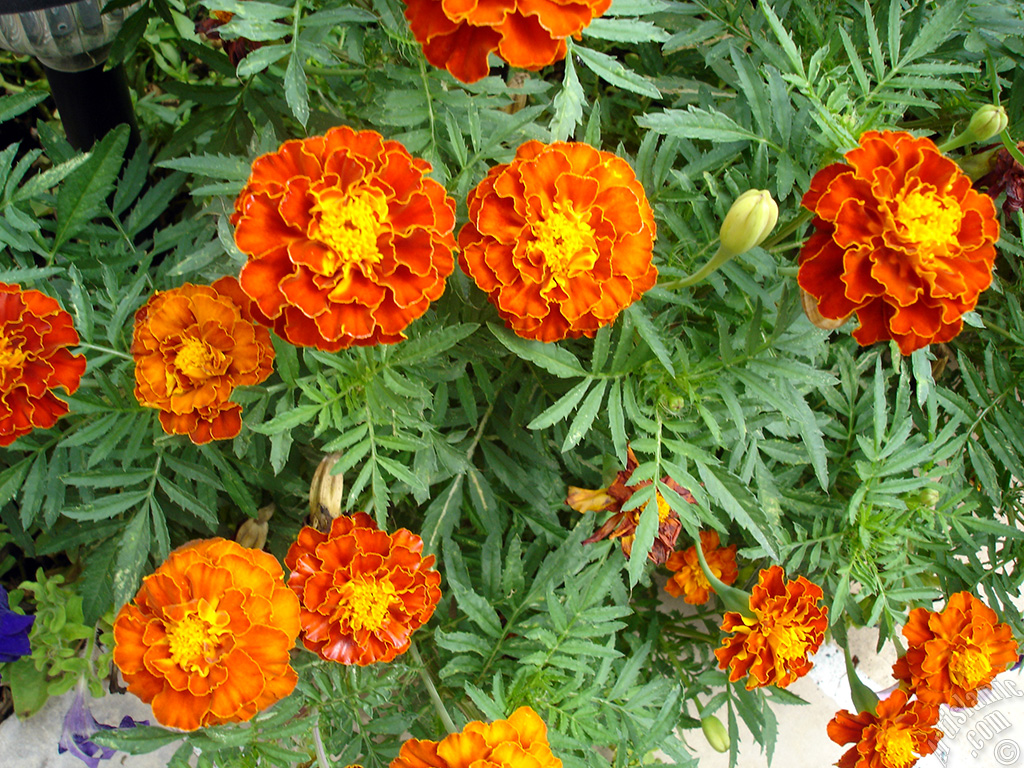 Marigold flower.
