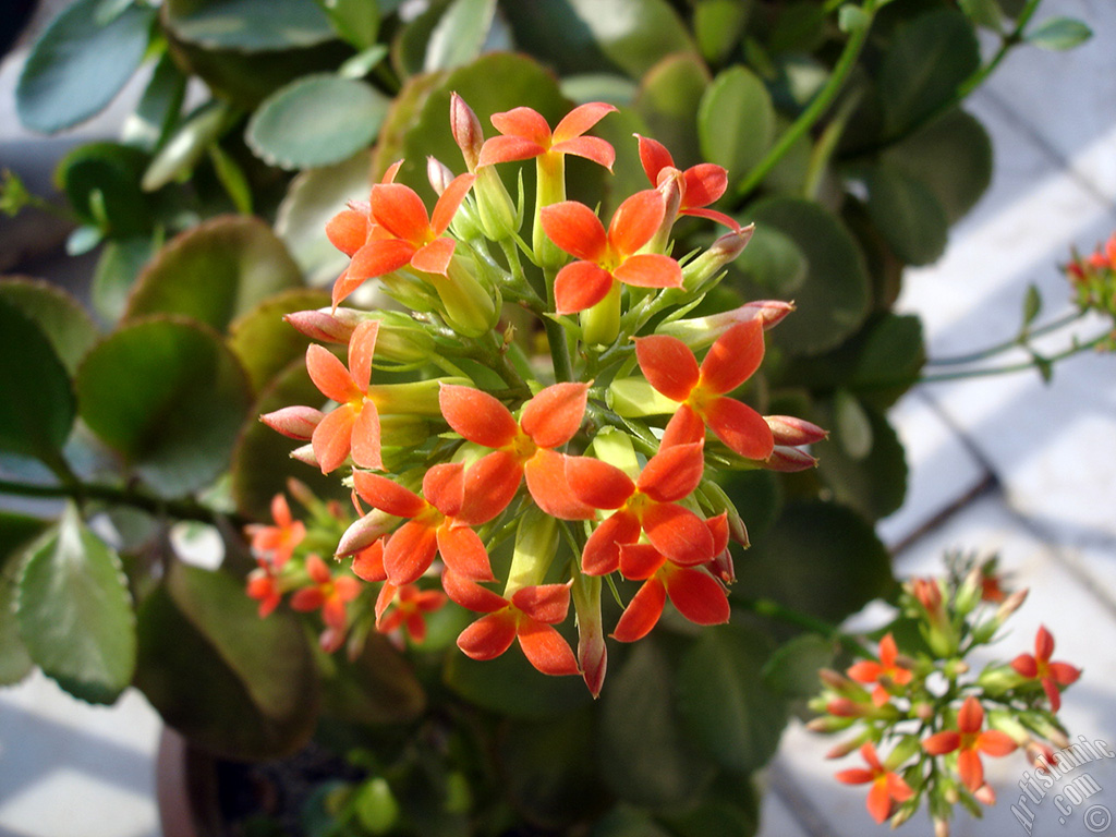 Kalanchoe plant`s flower.
