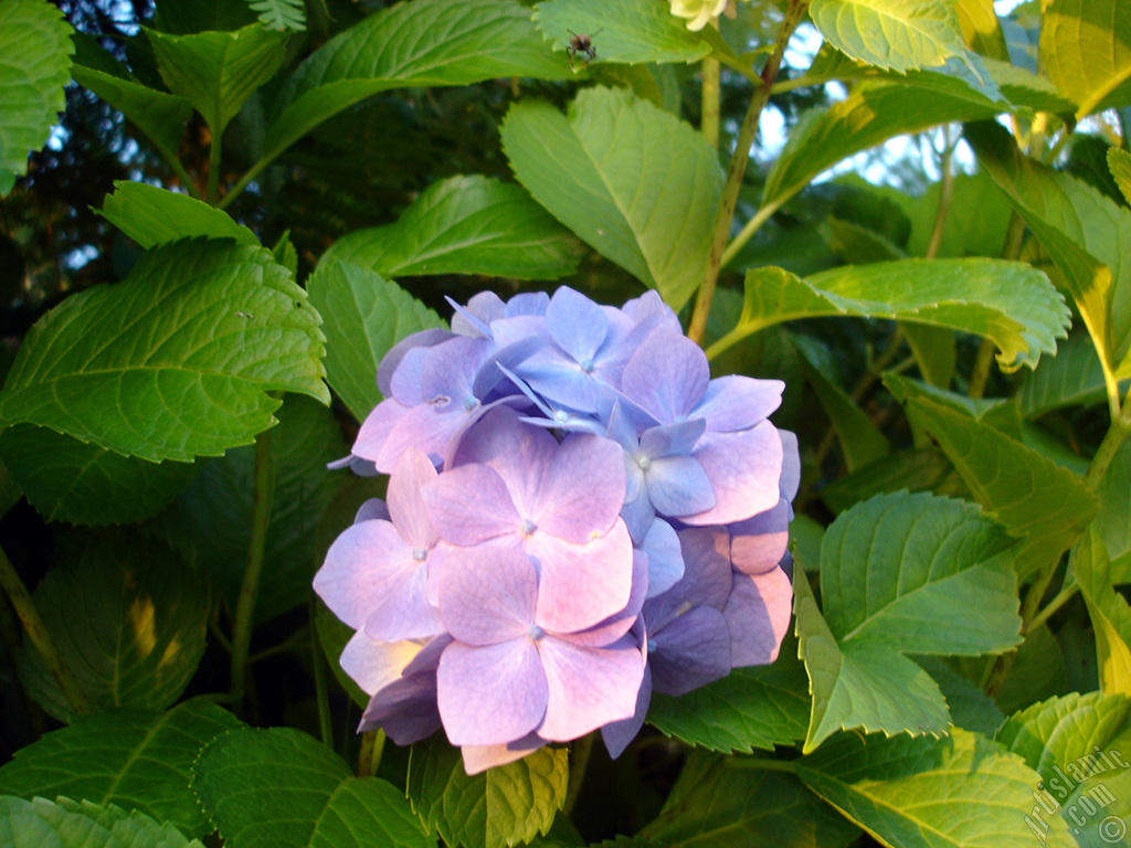 Light blue color Hydrangea -Hortensia- flower.
