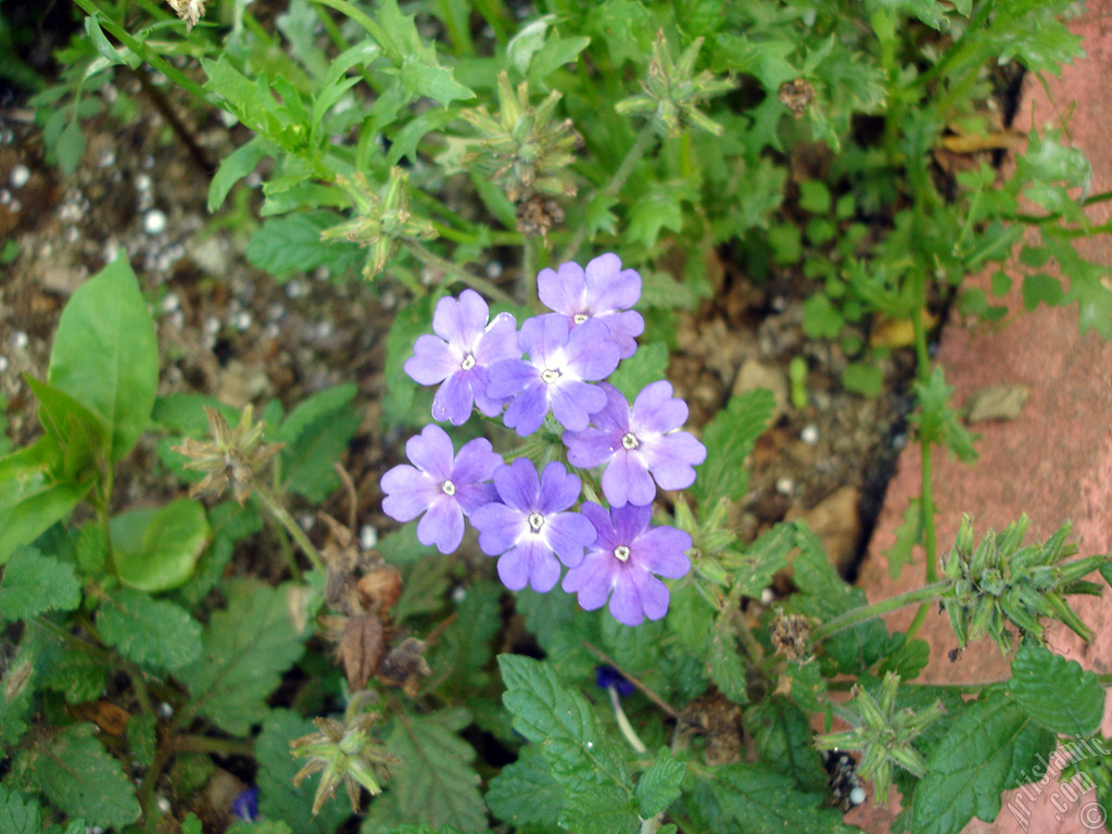 Verbena -Common Vervain- flower.
