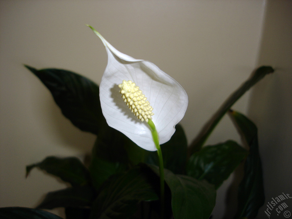 White color Peace Lily -Spath- flower.
