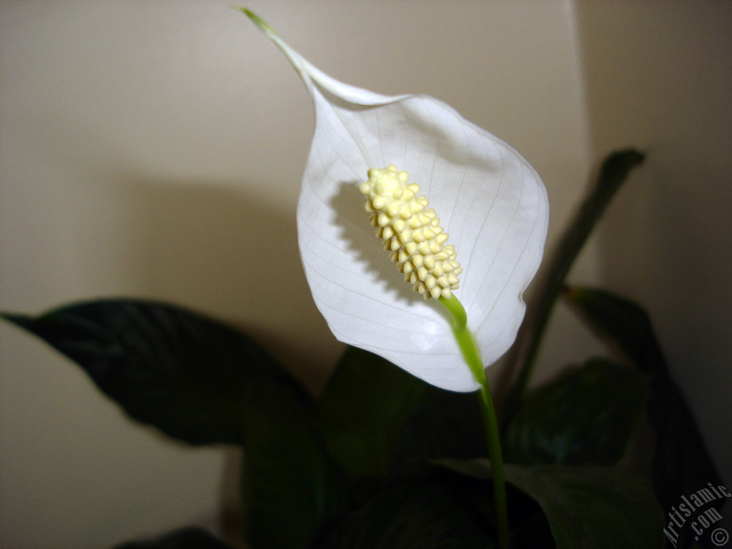 White color Peace Lily -Spath- flower.

