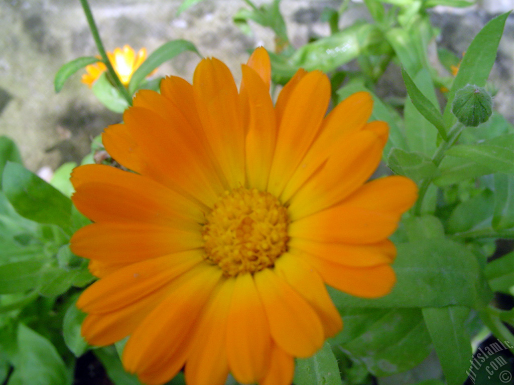 Dark orange color Pot Marigold -Scotch Marigold- flower which is similar to yellow daisy.
