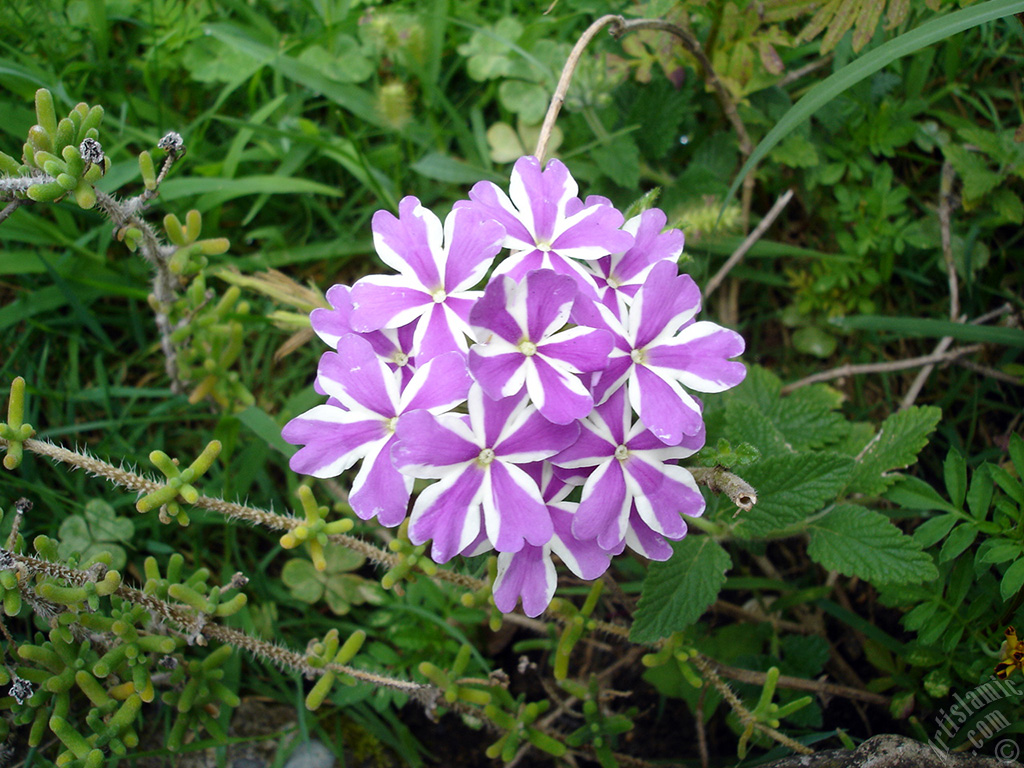 Verbena -Common Vervain- flower.
