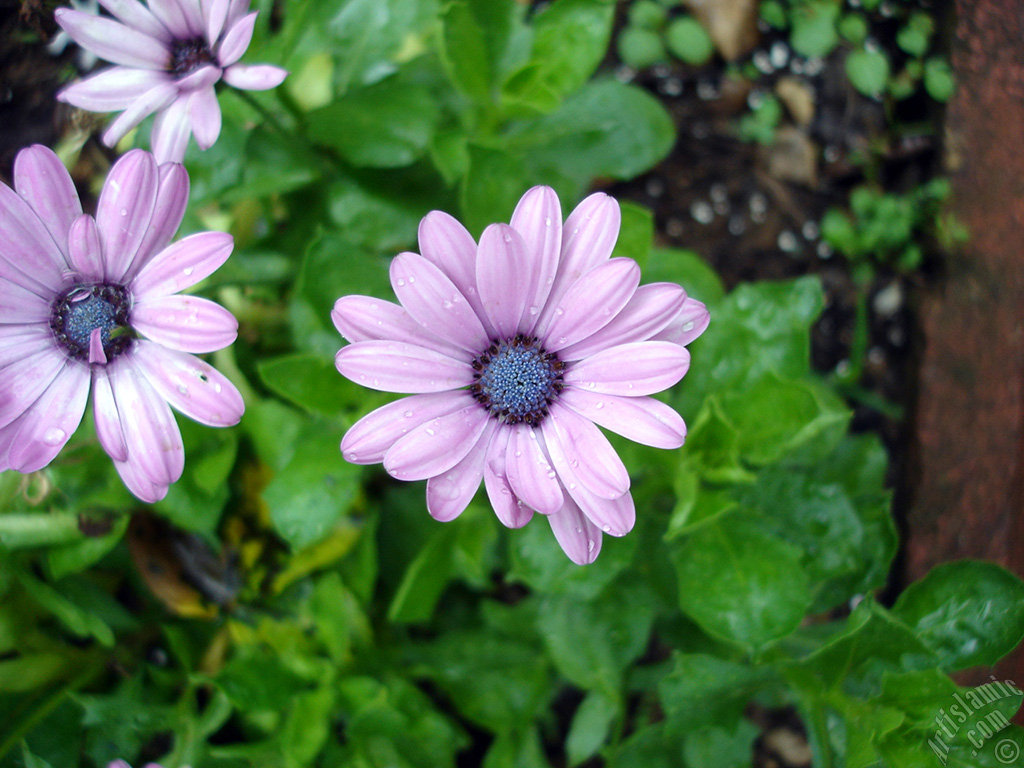 Pink color Trailing African Daisy -Freeway Daisy, Blue Eyed Daisy- flower.
