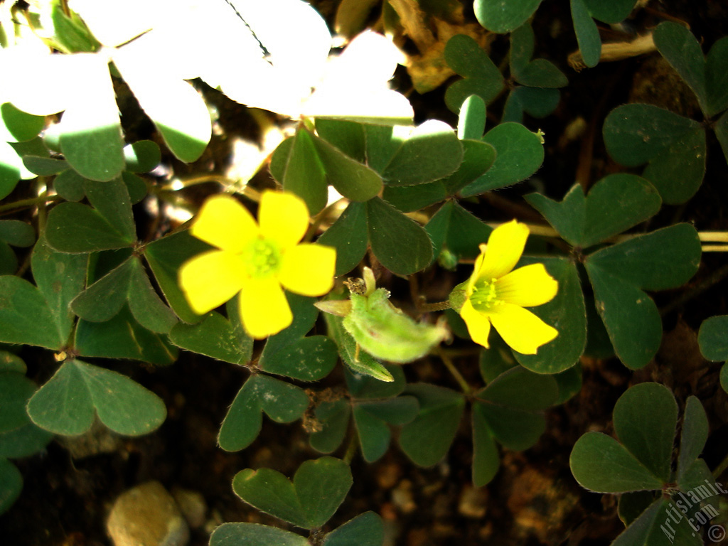 Shamrock -Wood Sorrel- flower.
