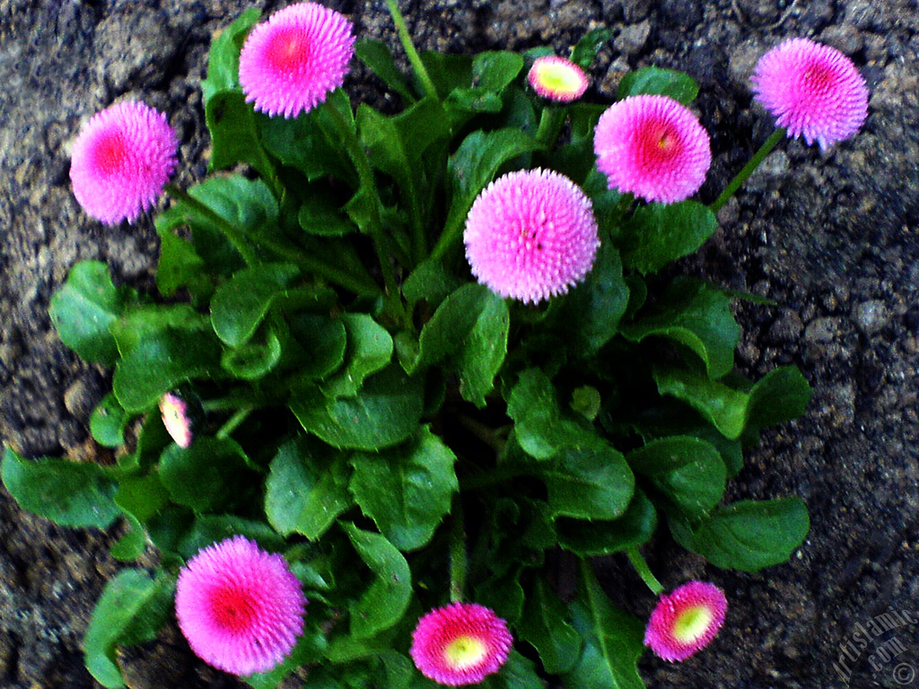 Some pink wildflowers.
