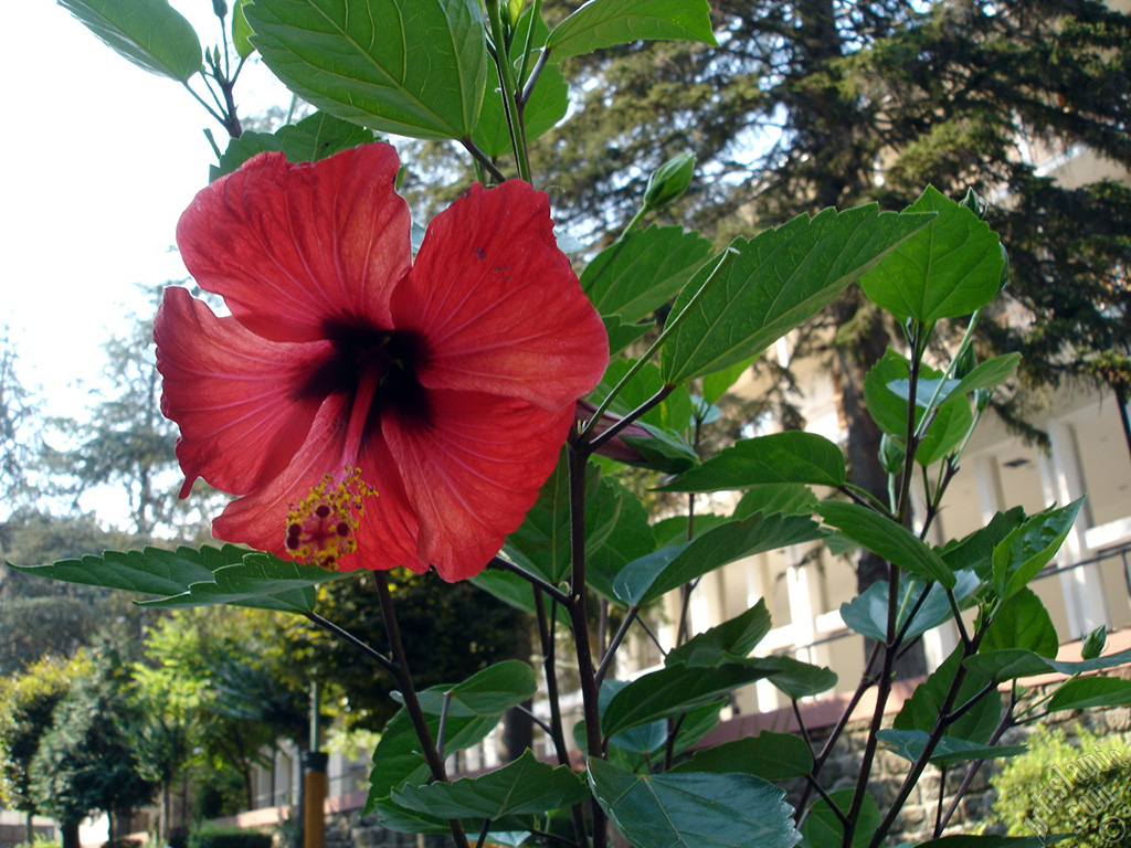 A red color Japanese Rose, -Chinese Rose, Tropical Hibiscus, Shoe Flower-.
