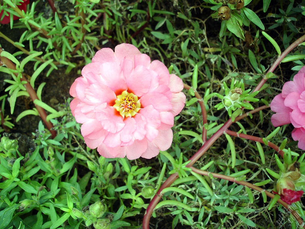 Pink Moss rose -Perslane, Purslane- flower.
