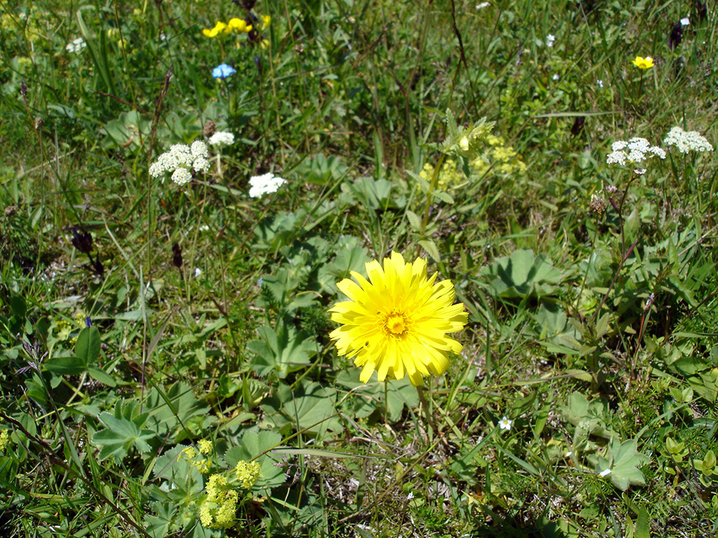 A yellow color flower from Asteraceae Family similar to yellow daisy.
