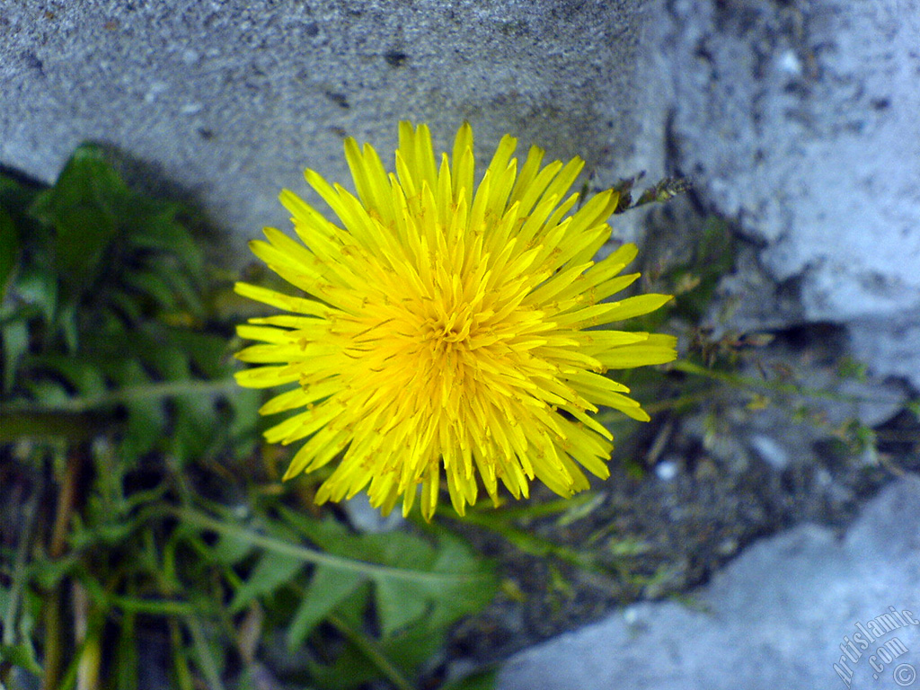 A yellow color flower from Asteraceae Family similar to yellow daisy.
