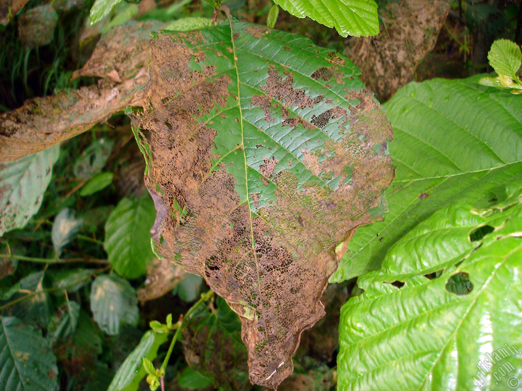 A plant with wormy leaves.
