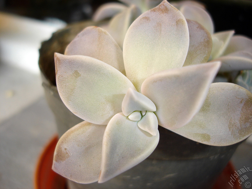 Sharpleaf Lenophyllum plant.
