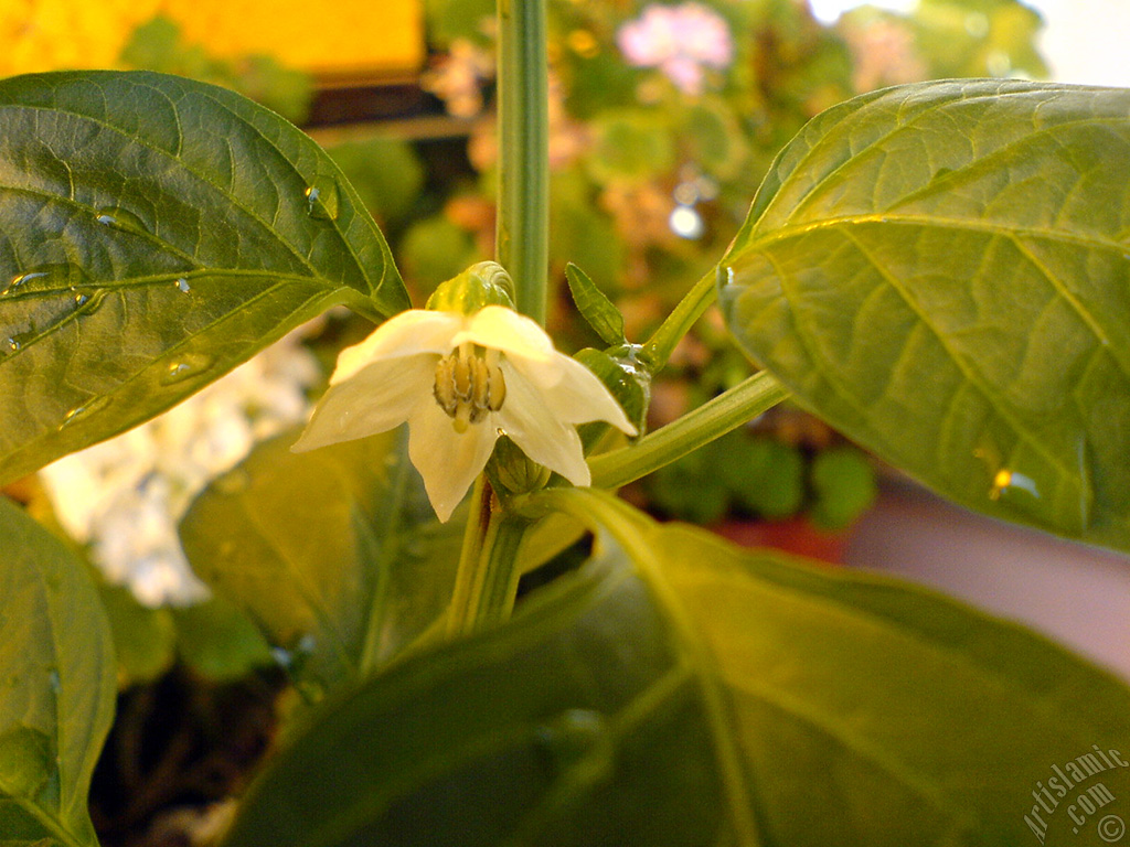 Sweet Pepper plant growed in the pot.
