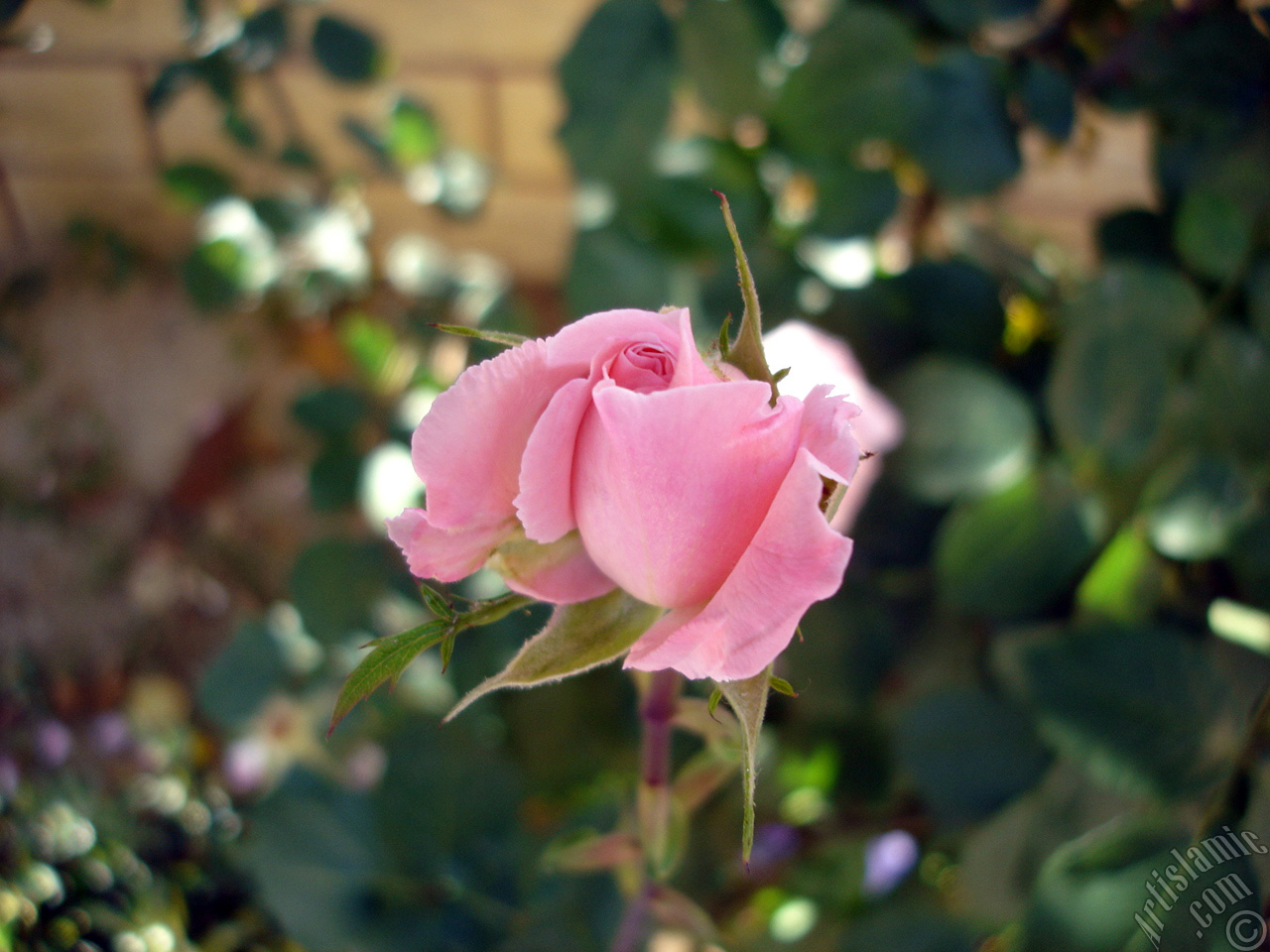 Pink rose photo.
