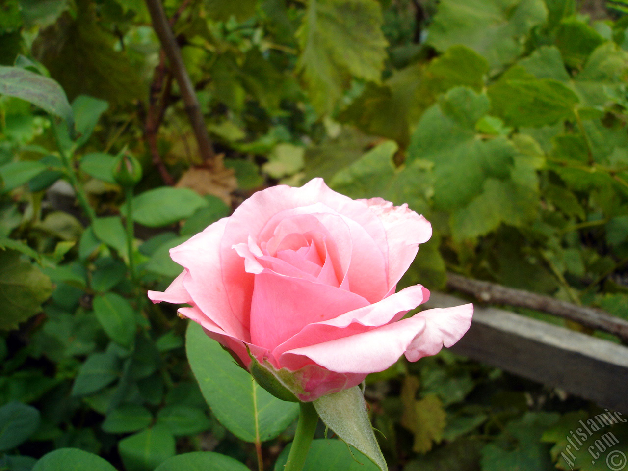 Pink rose photo.
