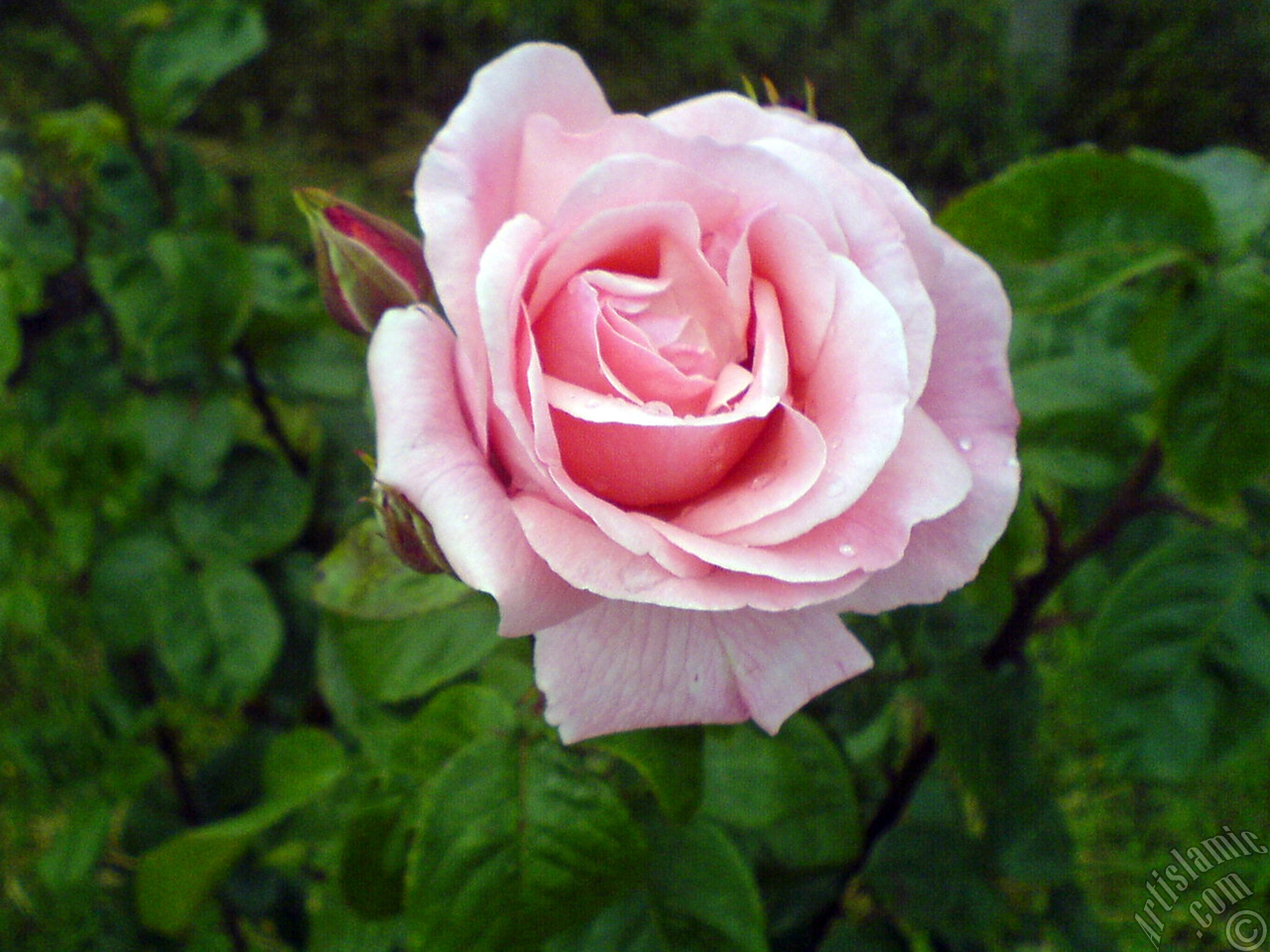 Pink rose photo.
