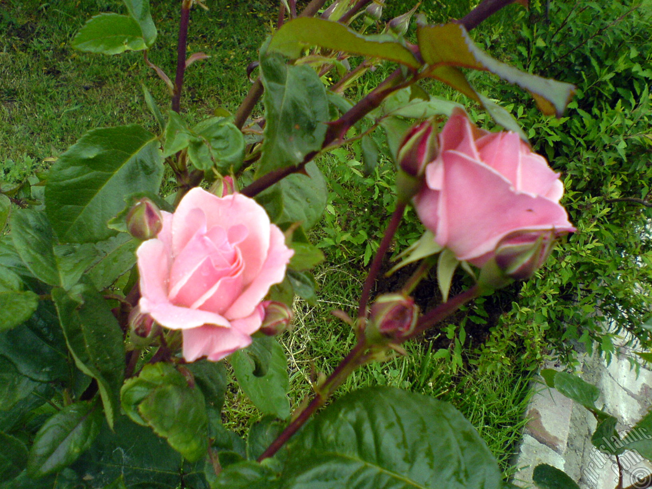 Pink rose photo.
