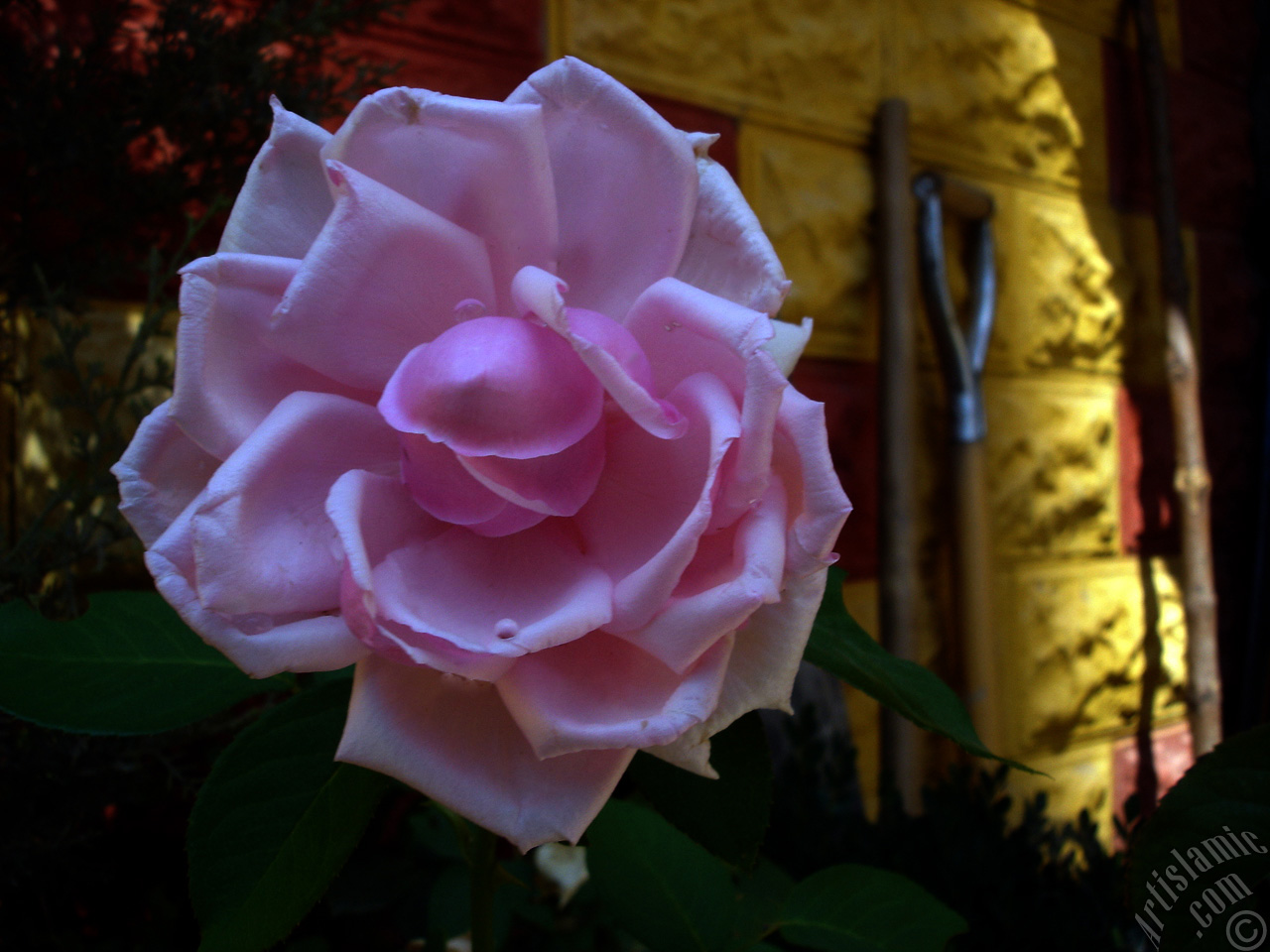 Pink rose photo.
