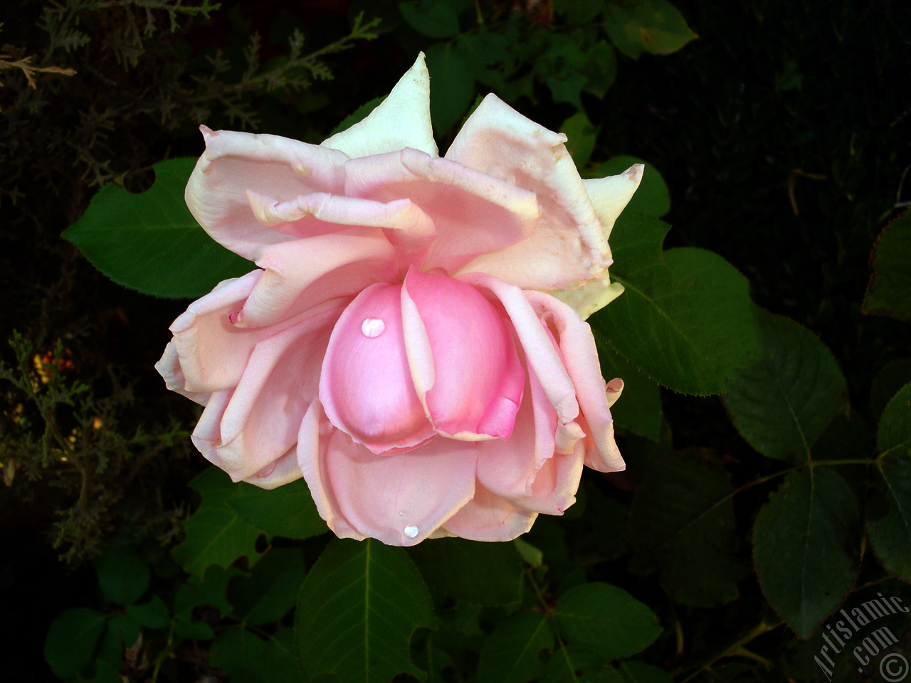 Pink rose photo.
