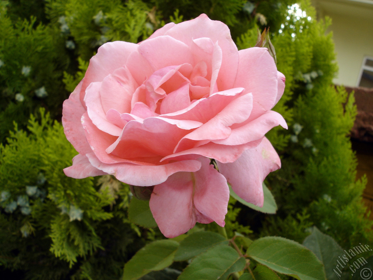 Pink rose photo.
