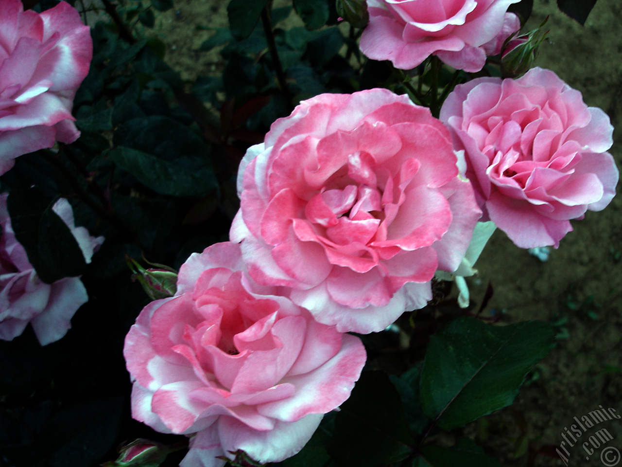 Pink rose photo.
