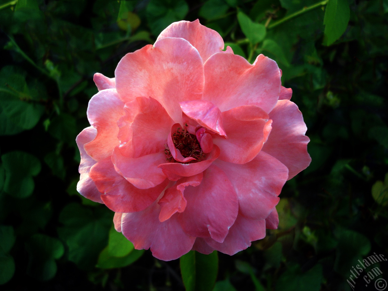 Pink rose photo.
