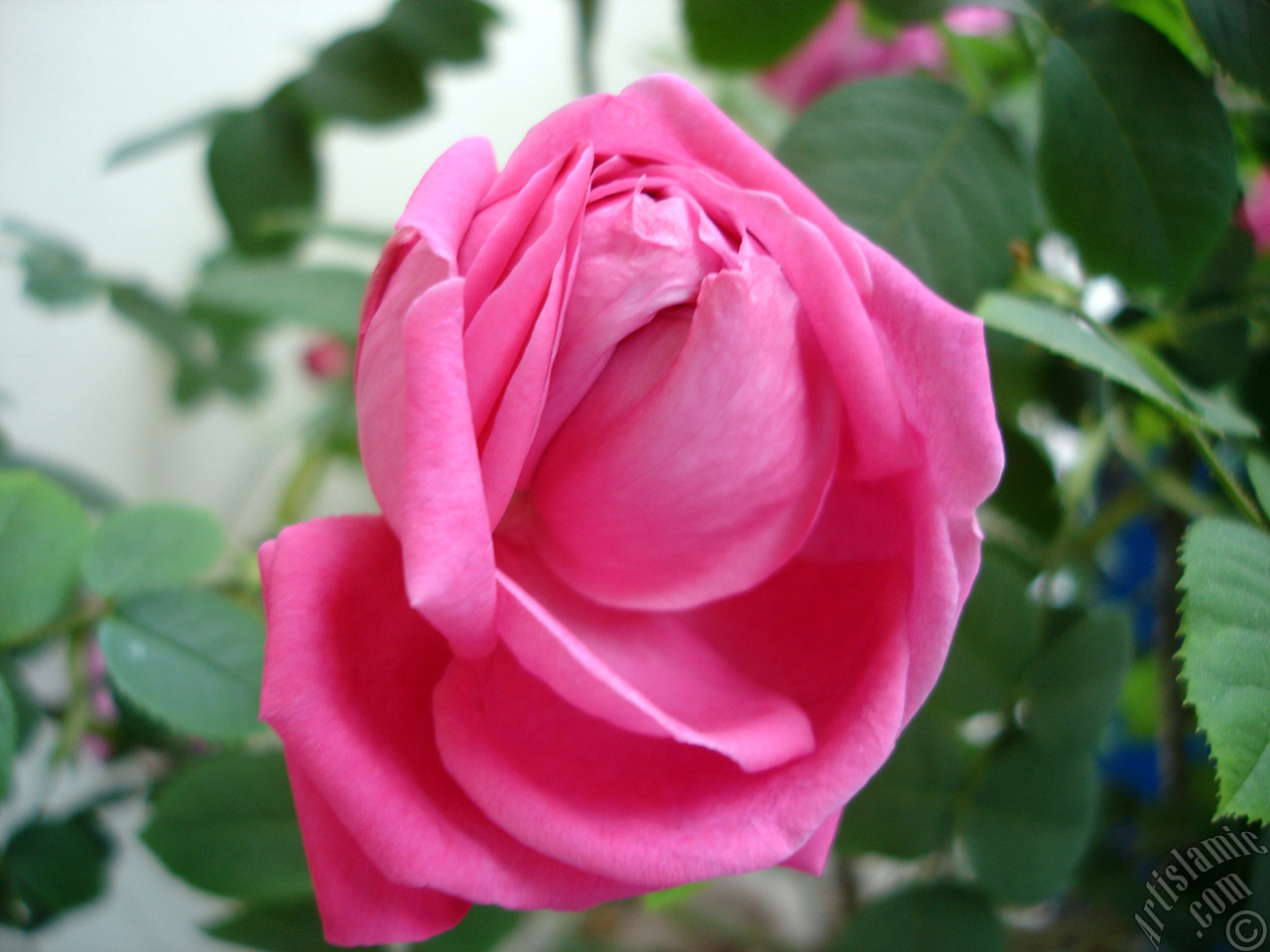 Pink rose photo.
