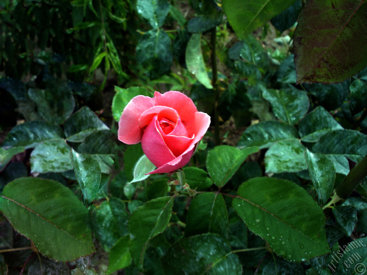 Pink rose photo.
