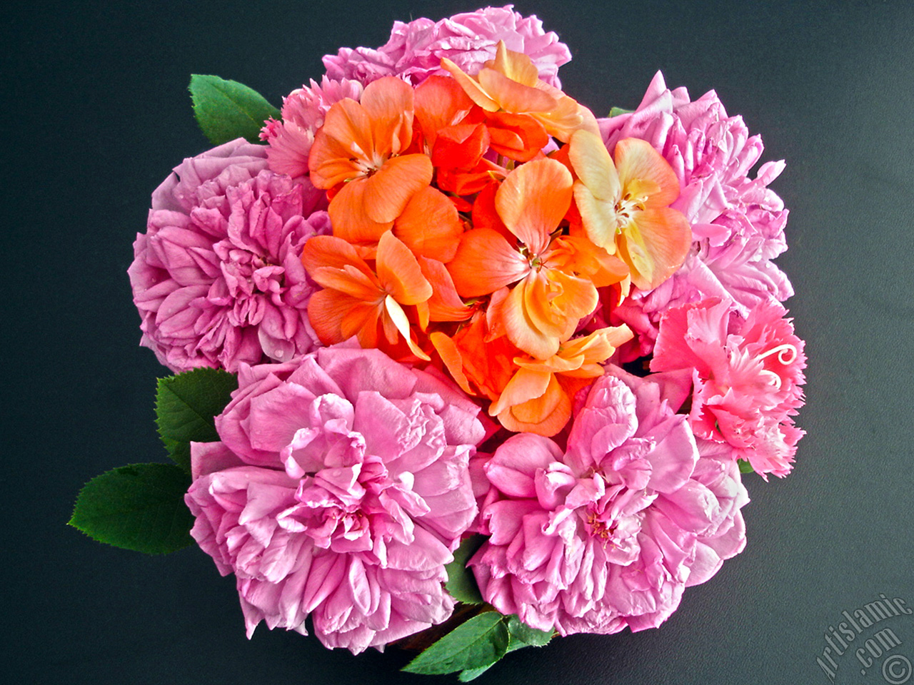Pink rose photo.

