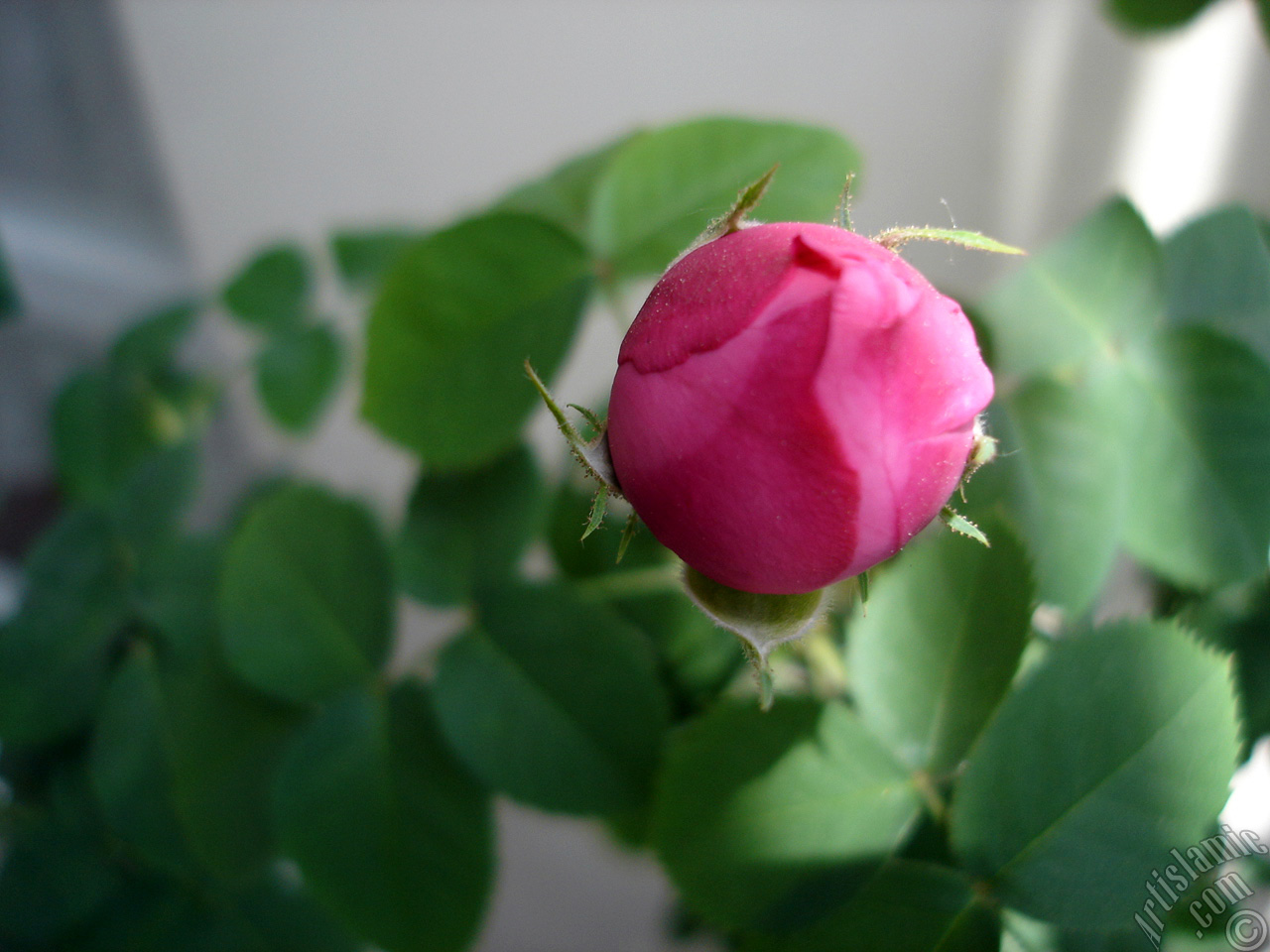 Pink rose photo.
