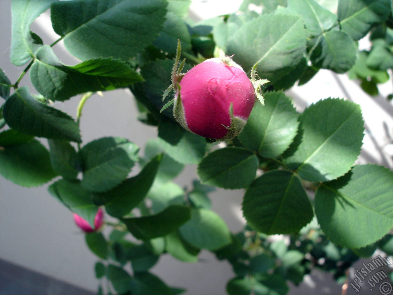 Pink rose photo.
