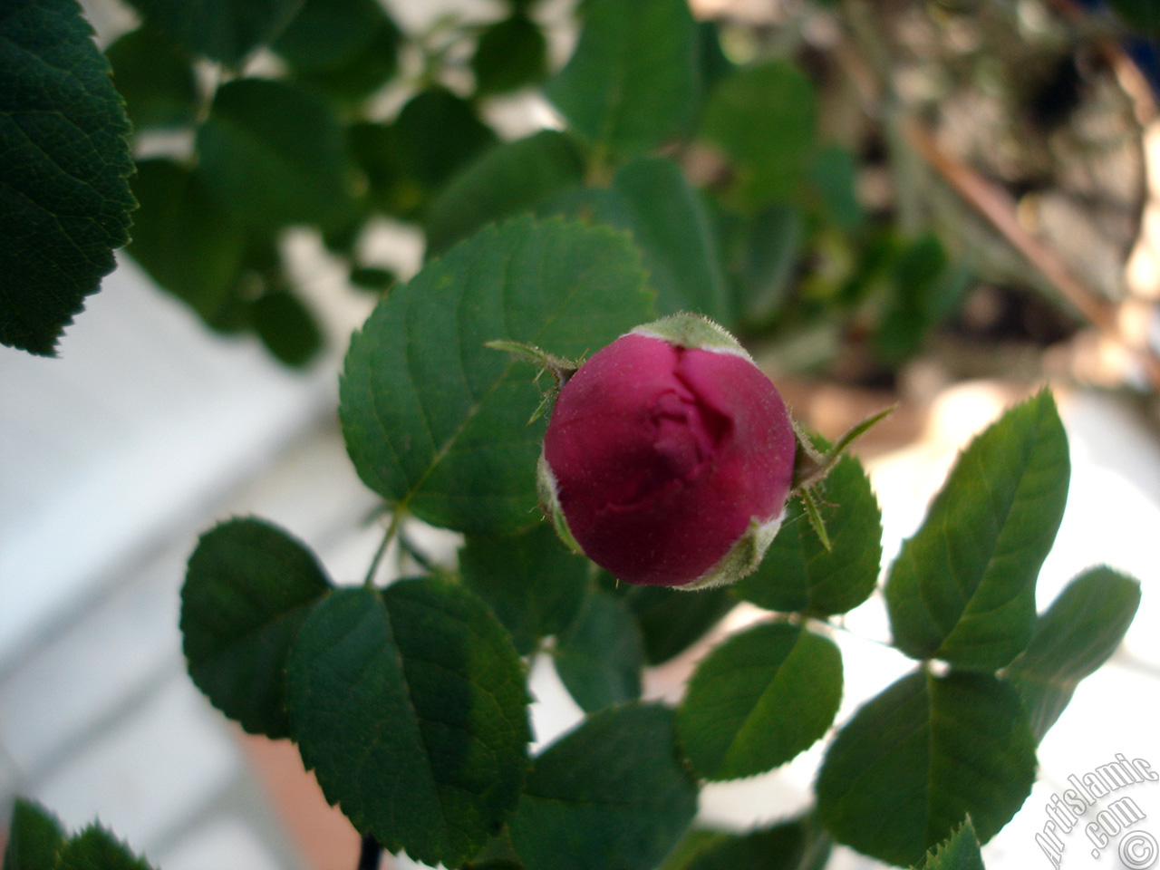 Pink rose photo.
