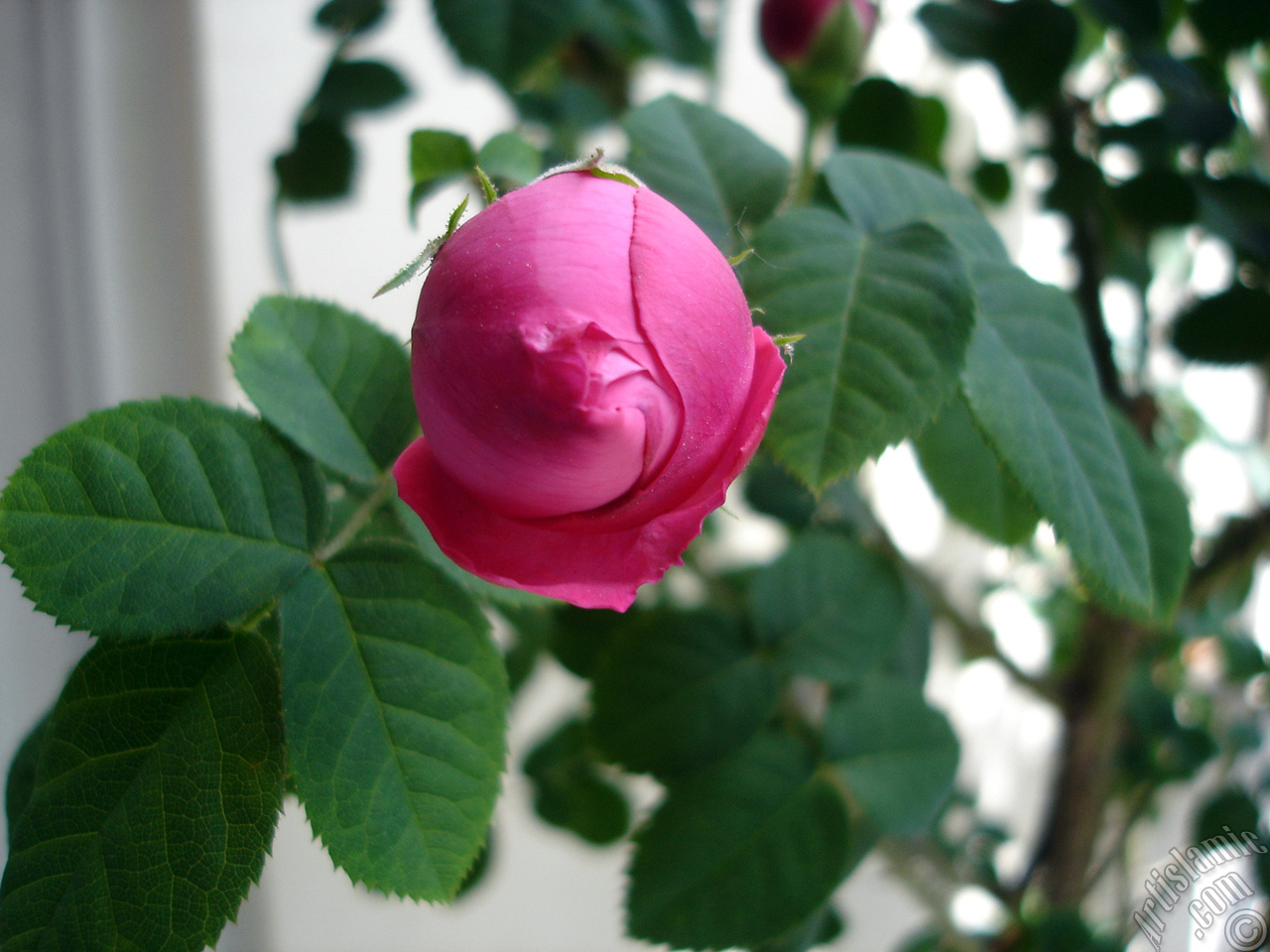 Pink rose photo.

