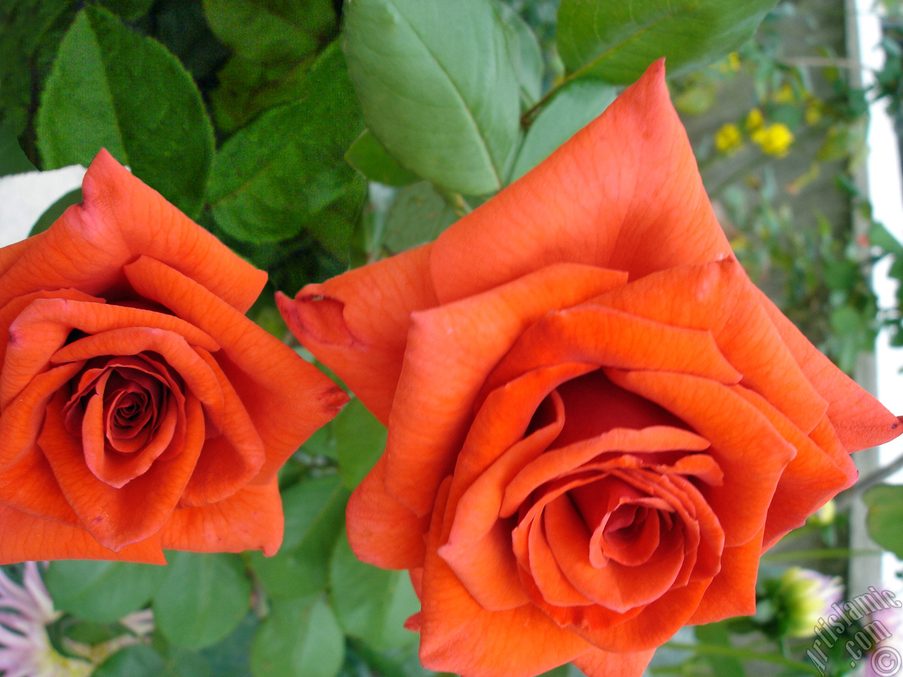Red rose photo.
