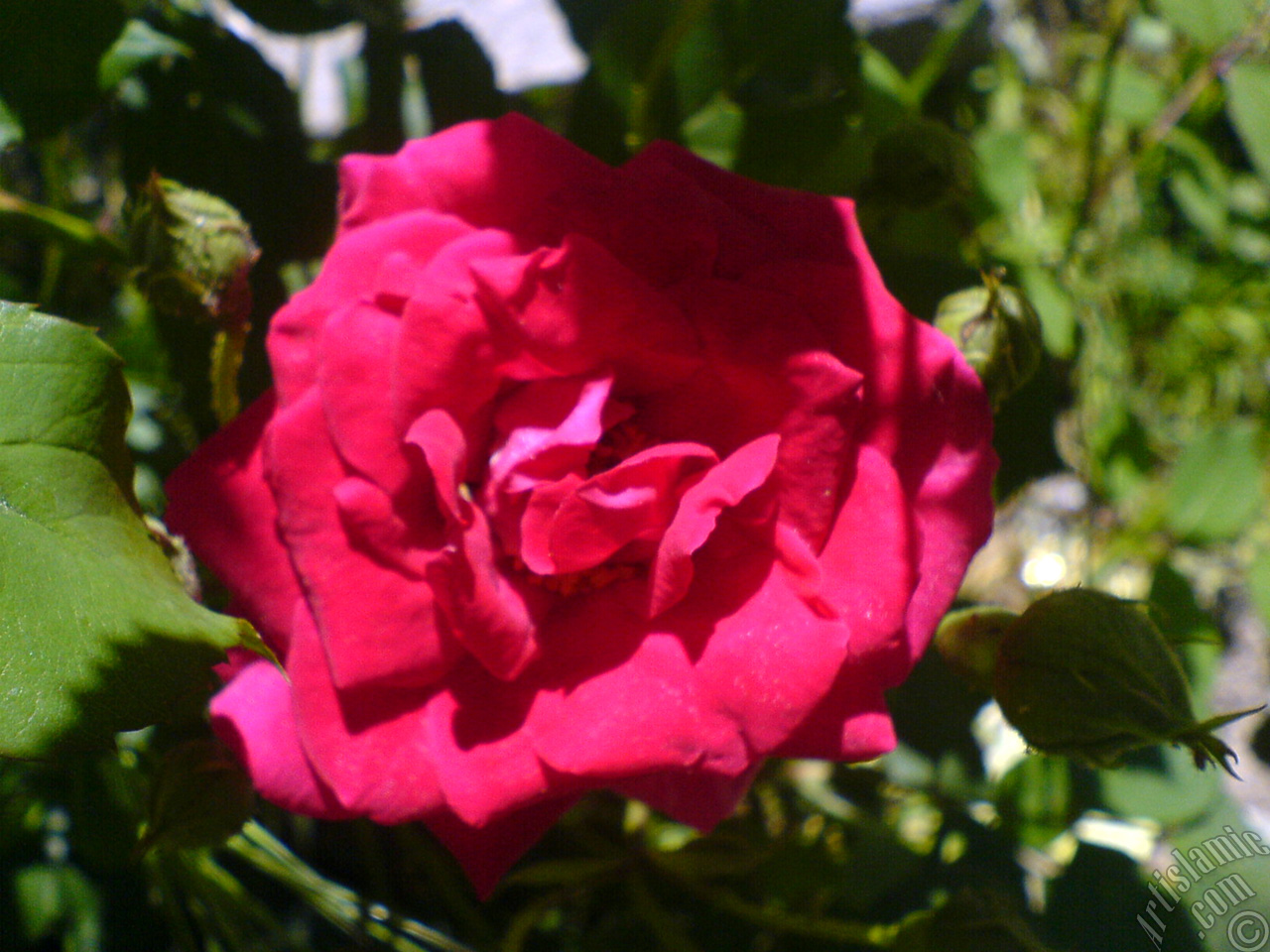Red rose photo.

