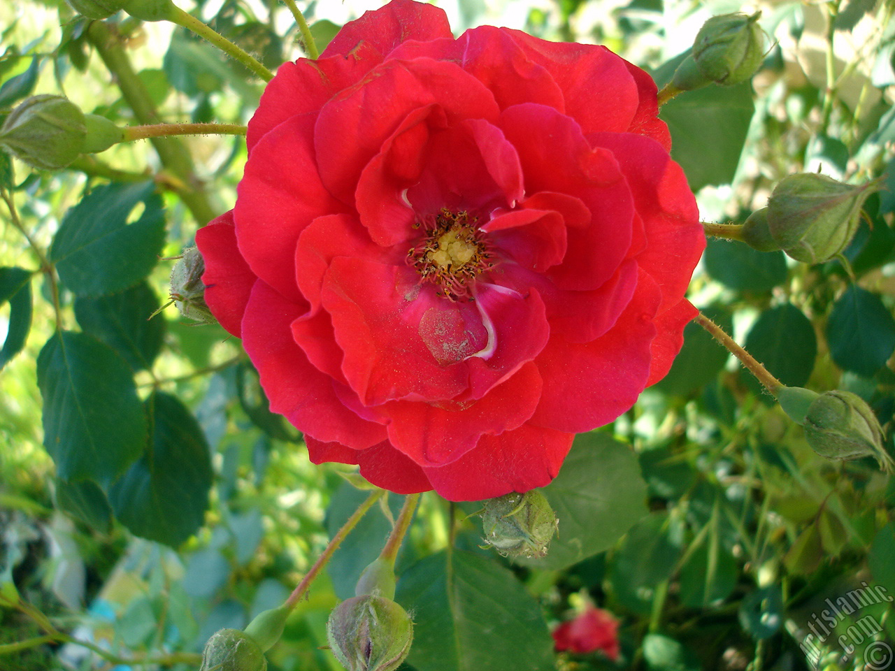 Red rose photo.
