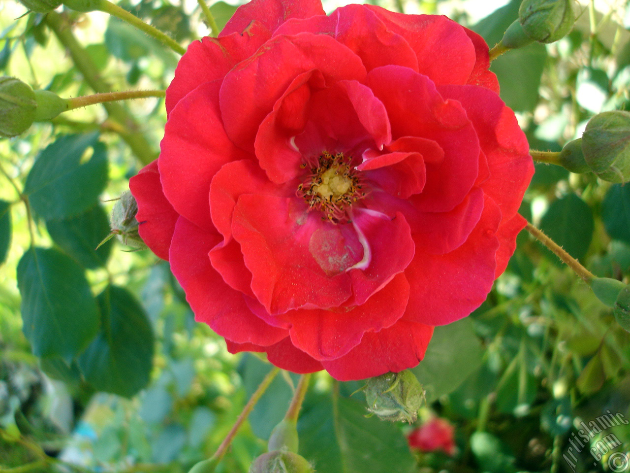 Red rose photo.
