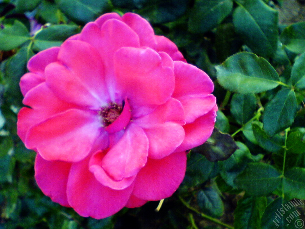 Red rose photo.
